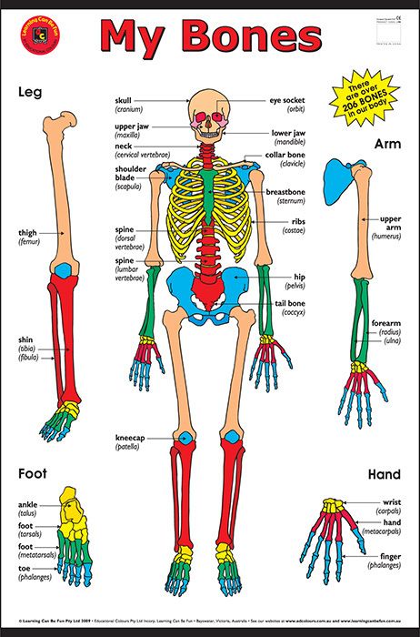 a diagram of the bones and their functions