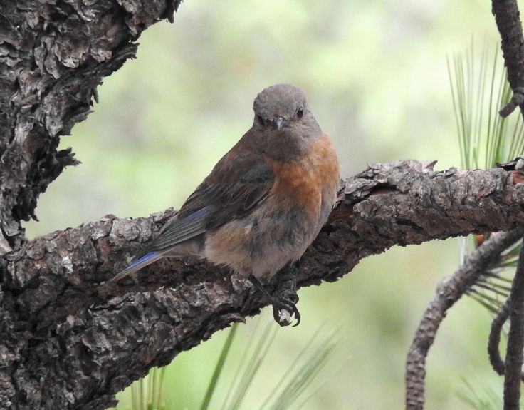 a bird sitting on top of a tree branch