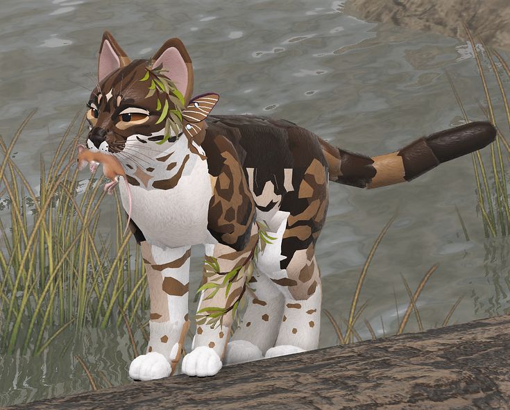 brown & cream/white wcue morph in 2023 | Warrior cats, Warrior cat ...