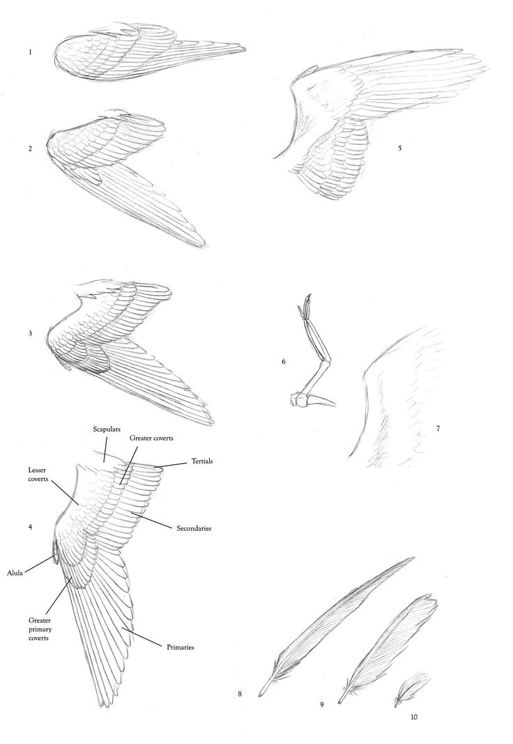 several different types of birds are shown in this drawing technique, including the wings and beaks