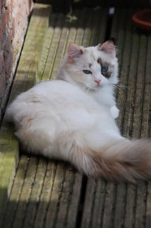 a fluffy white cat laying on top of a wooden floor next to a brick wall