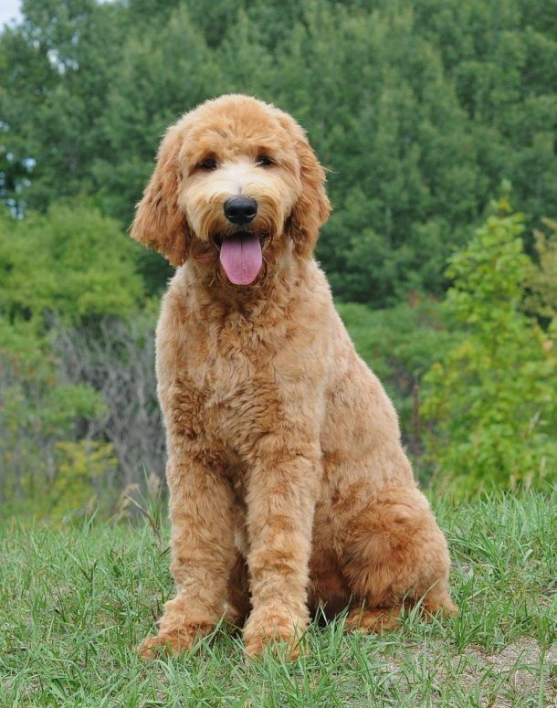 a brown dog sitting on top of a lush green field