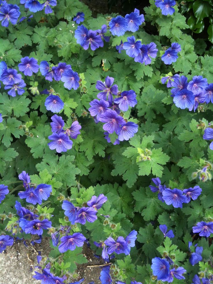 blue flowers growing in the middle of green leaves