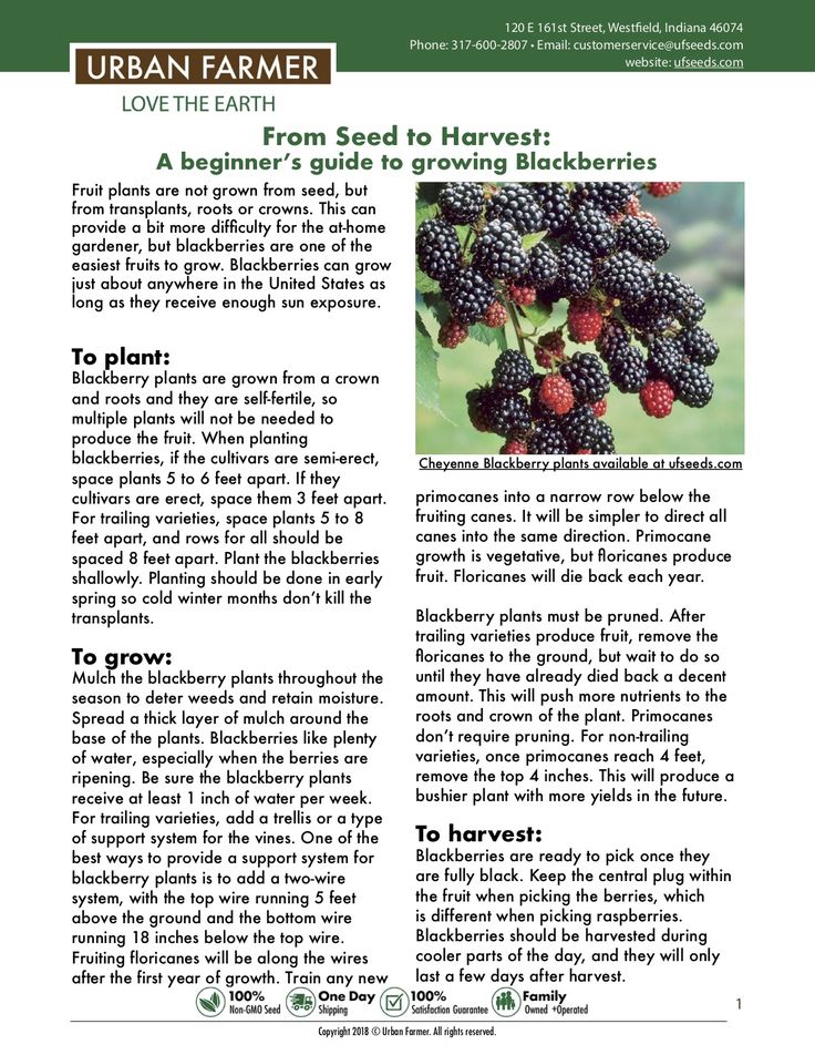 an article in the urban farmer magazine about berries and how to grow them from seed to herb