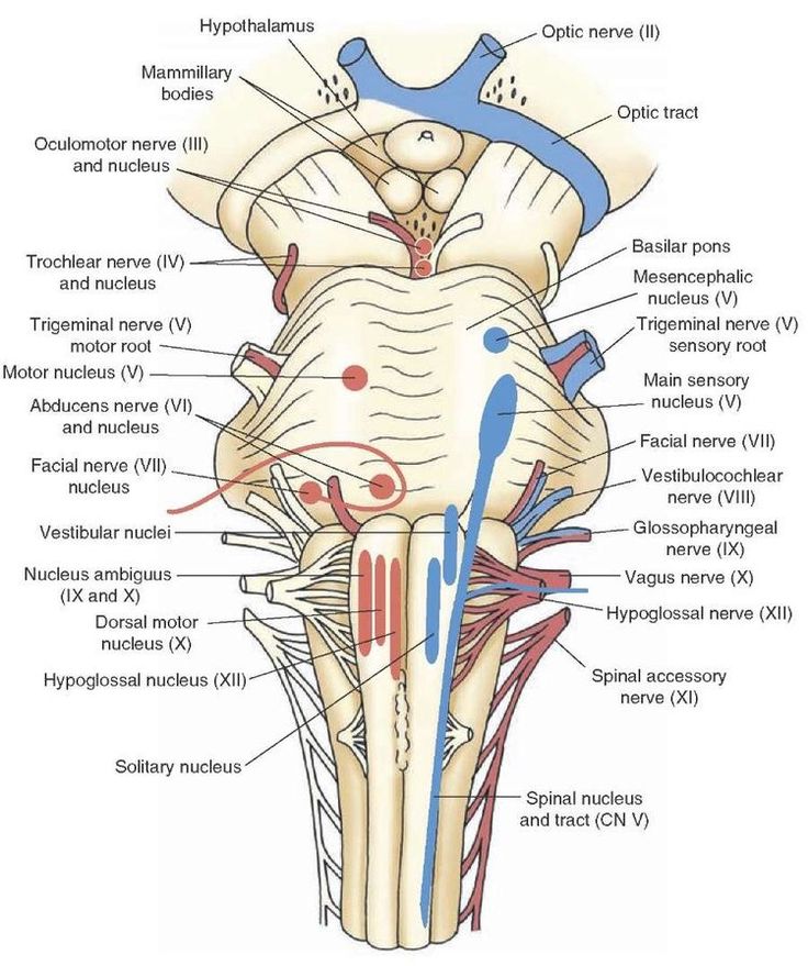 Circuits Box Diagram Nerves And Muscles