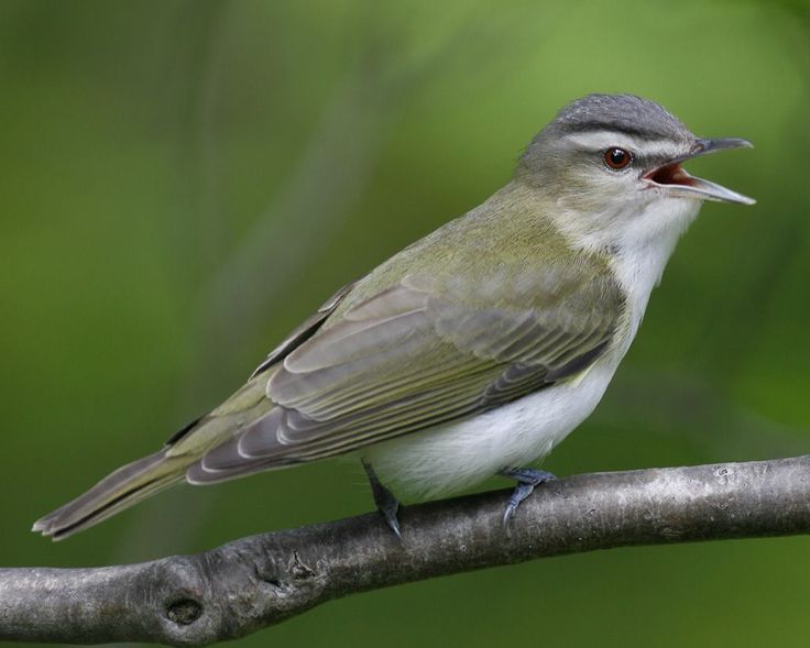 a bird sitting on top of a tree branch with its mouth open and tongue out