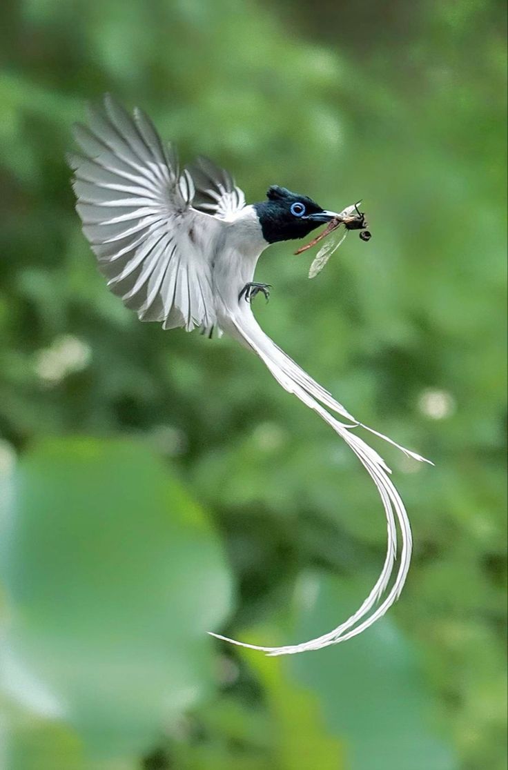 a bird flying through the air with a fish in it's mouth