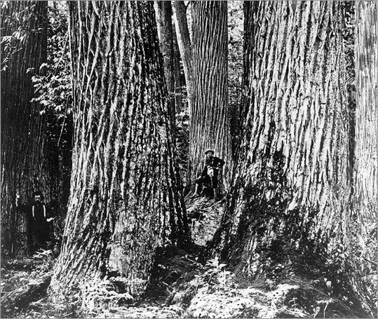 black and white photograph of trees in the woods with people standing around them on either side