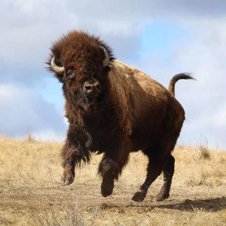 an adult bison running across a dry grass field