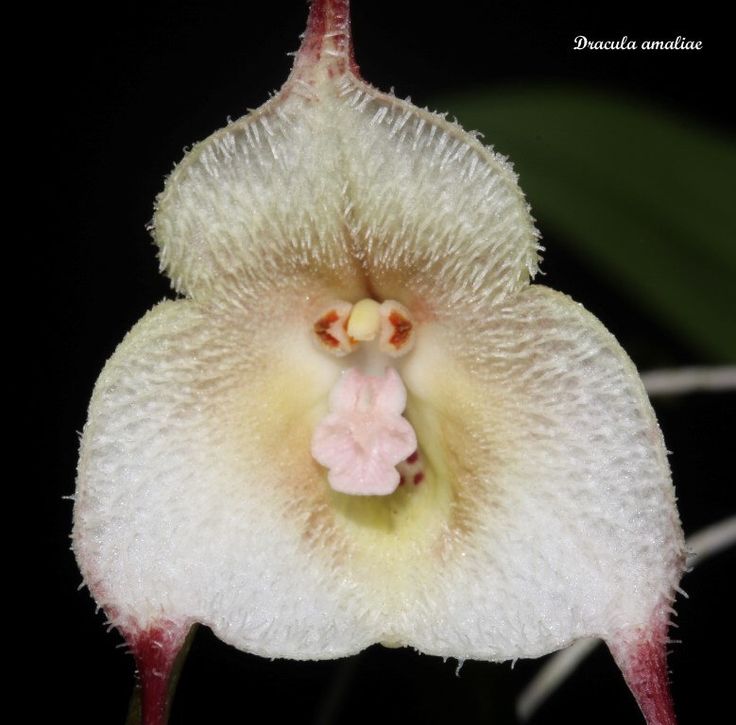 a white and pink flower with green leaves in the backgrounnd, on a black background