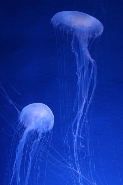 two jellyfish are swimming in the water