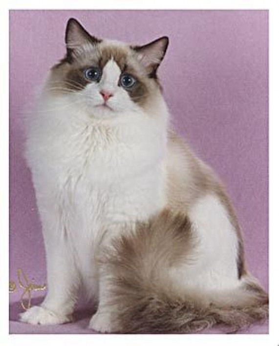 a white and brown cat with blue eyes sitting on a purple background looking at the camera