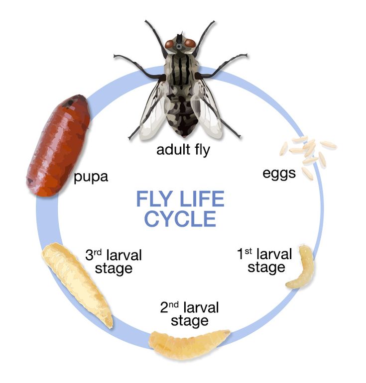 ผลการค้นหารูปภาพสำหรับ fly life cycle | Vòng đời, Côn trùng, Chó con