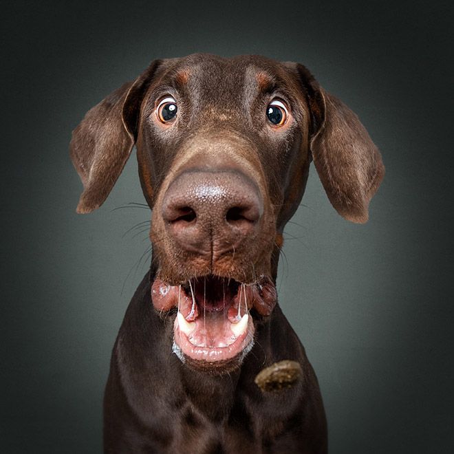 a brown dog with it's mouth open and its tongue hanging out in front of the camera