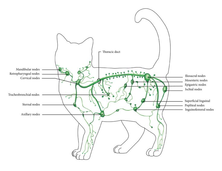 Image result for Diagram of a cat's lymphatic system Human Diagram, Thoracic Duct, Lymph System, Animal Medicine, Cat Body, Human Body Anatomy, Body Map, Lymph Nodes, Body Anatomy