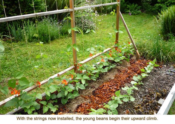 a garden with plants growing in the ground and on top of it is a fence that says, with the strings now installed, the young beans begin to their sprout upward