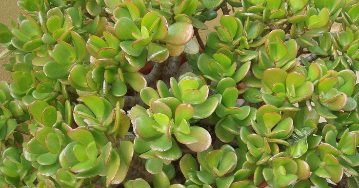 a plant with green leaves is shown close up