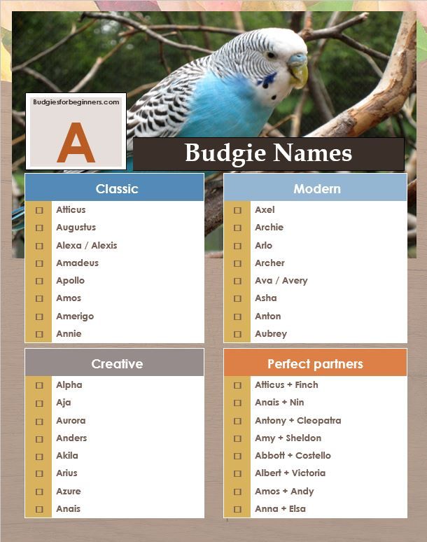 Unique Pet Bird Names Beginning with A, B, C, D Budgies for