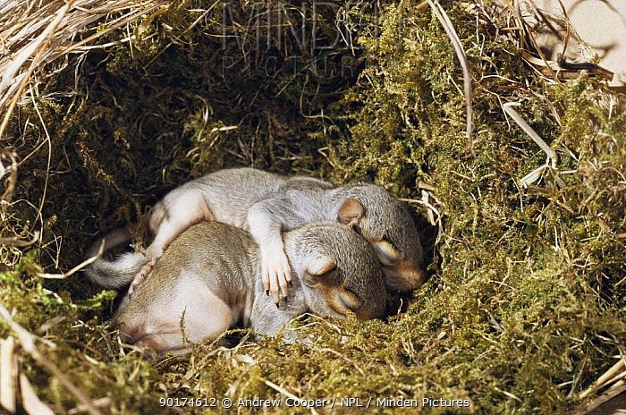 two baby animals are curled up in a nest