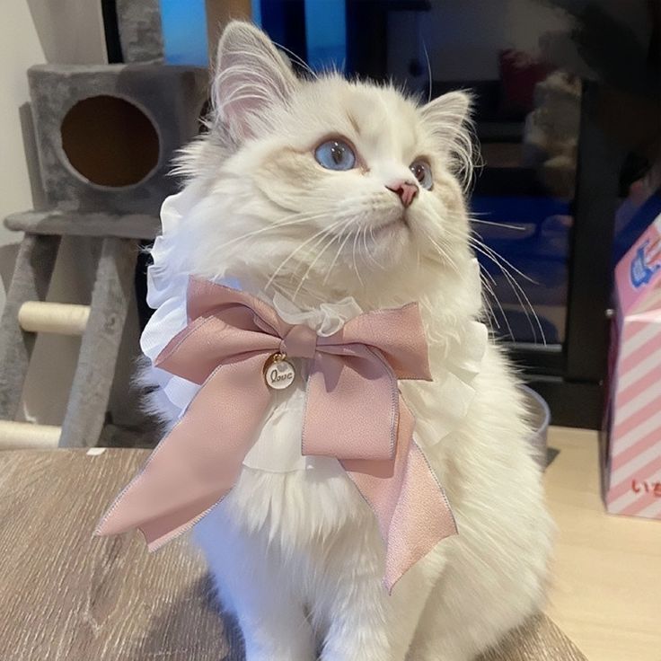 a white cat wearing a pink bow tie sitting on top of a wooden table next to a cardboard box