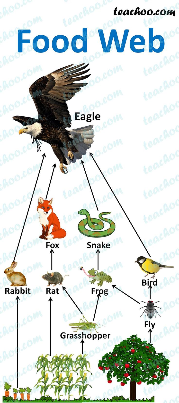 the food web diagram shows different types of food in each region, including an eagle and other animals