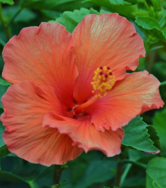 a large orange flower with green leaves around it