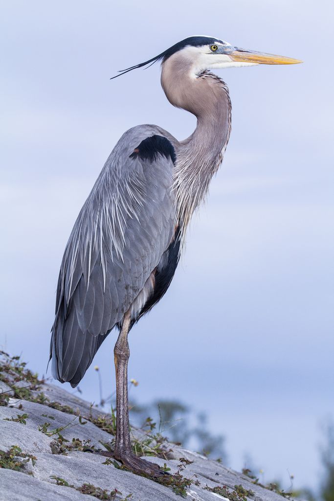 a large bird standing on top of a rock