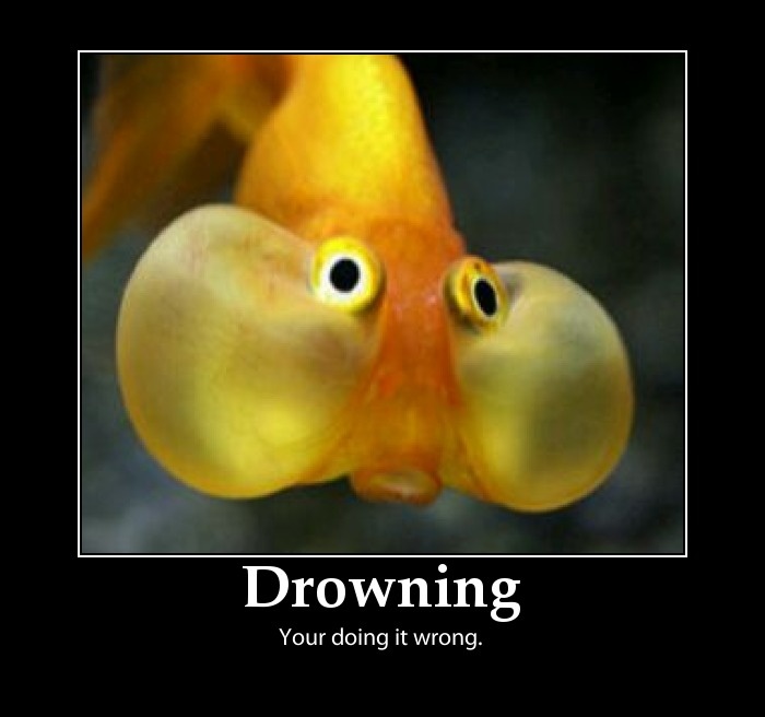 drowning... Double Take, Percy Jackson, Fish Pet, Brain, Fish, Funny, Animals