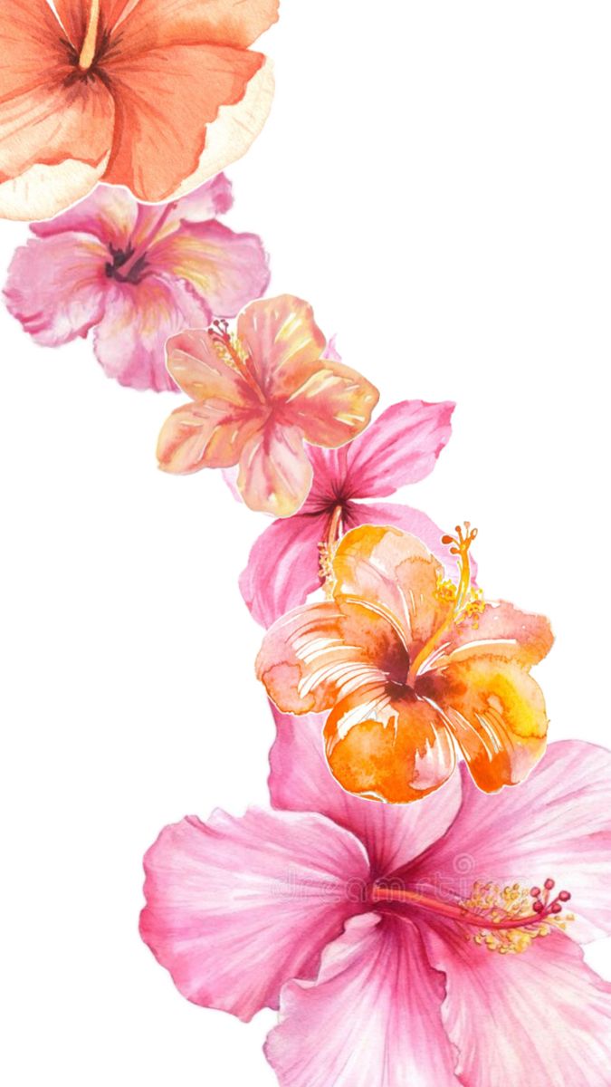 three pink and orange flowers on a white background