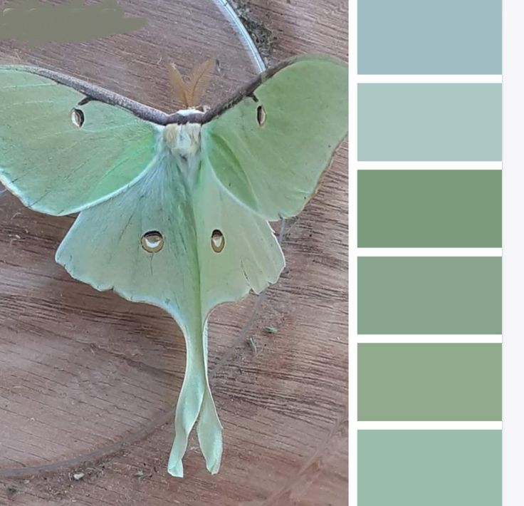 a large green moth sitting on top of a wooden table next to color swatches