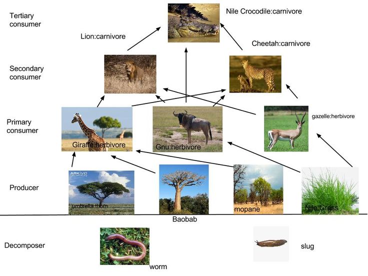 an animal life cycle is shown with different animals and their names in the diagram below