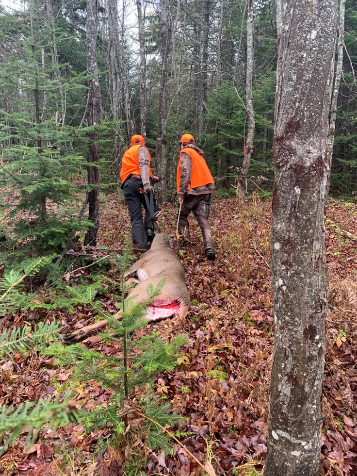 two men in orange jackets stand next to a deer that is laying on the ground