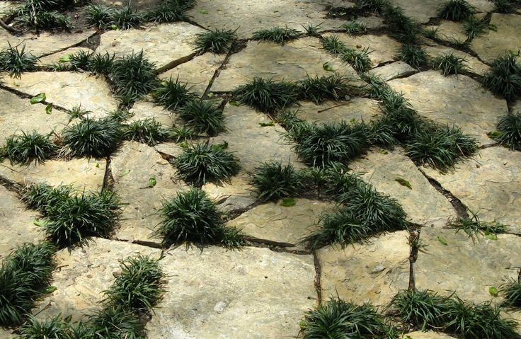 a bunch of plants that are growing on some rocks and cements with grass in the middle