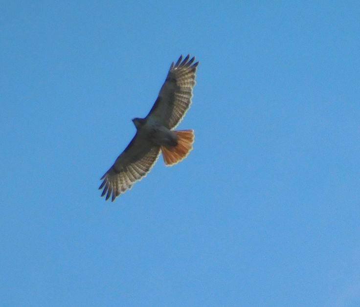 a large bird flying through the blue sky