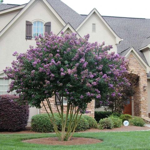 a tree with purple flowers in front of a house