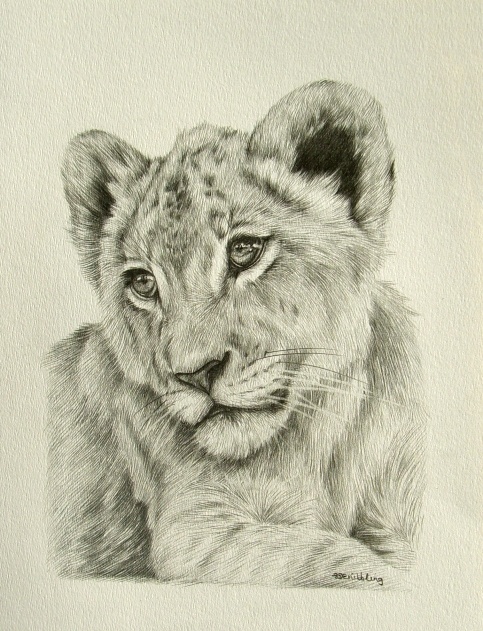 a pencil drawing of a lion cub