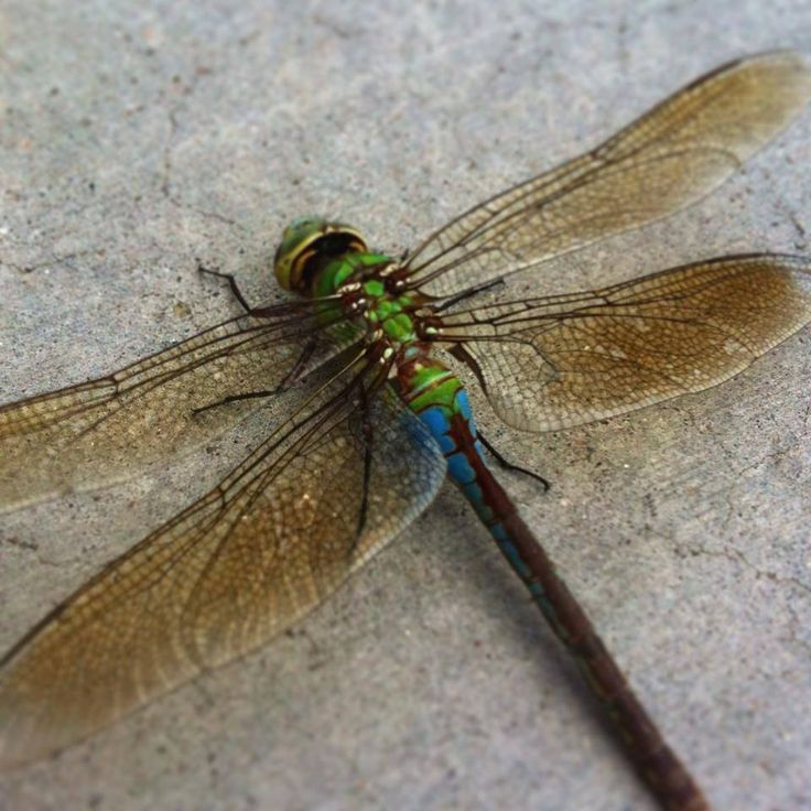 a green and black dragonfly sitting on top of a cement floor next to a stick