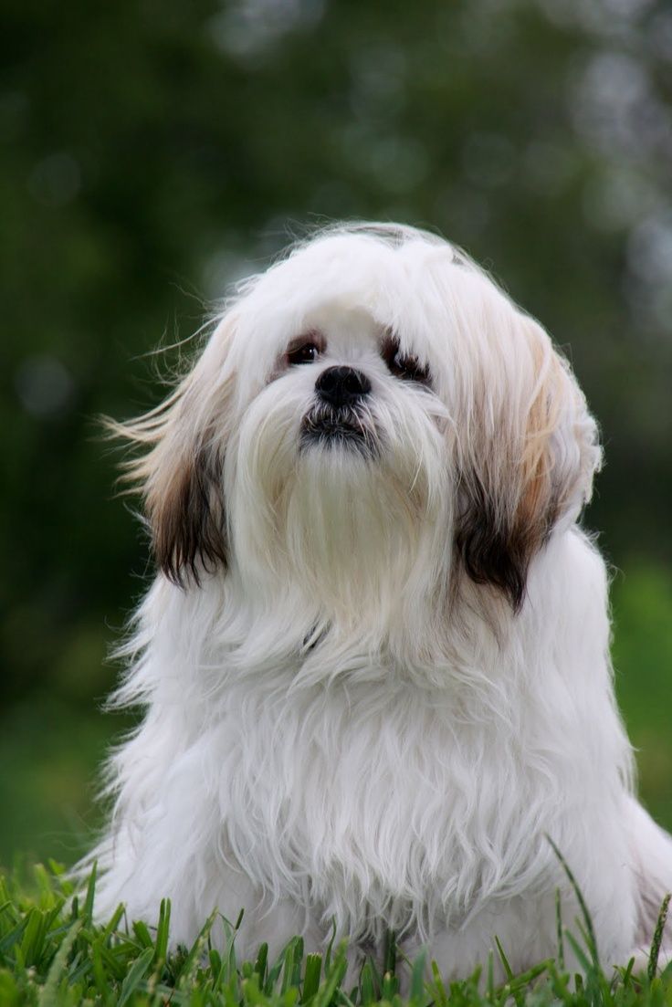 a small white and brown dog laying in the grass