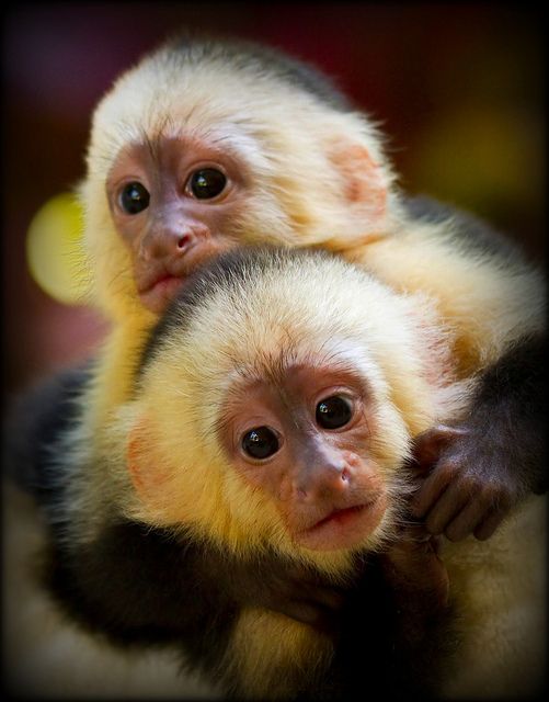 two white faced monkeys sitting on top of each other