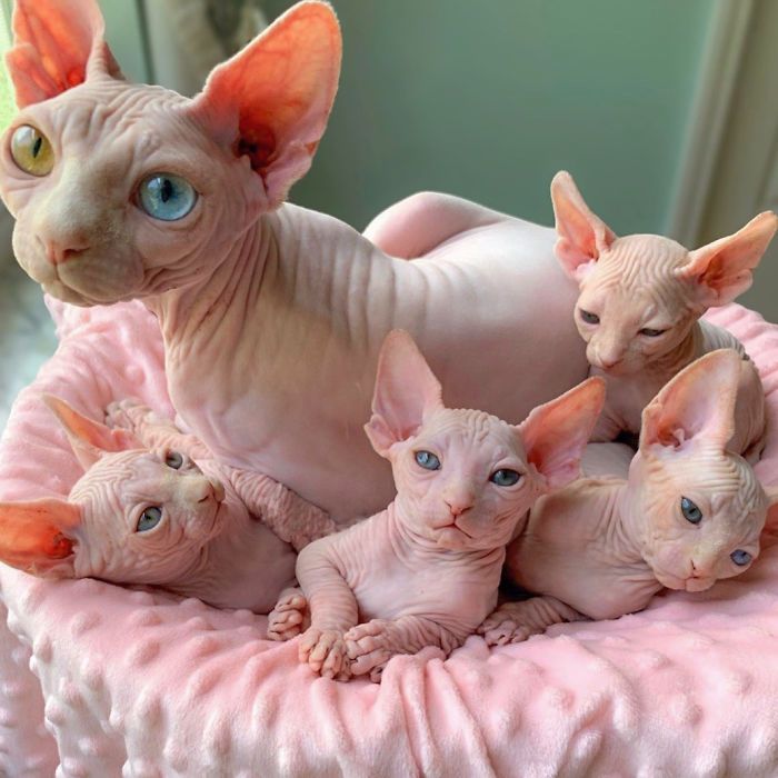 a group of hairless cats sitting on top of a pink blanket