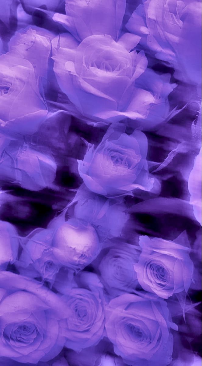 an abstract photo of purple roses