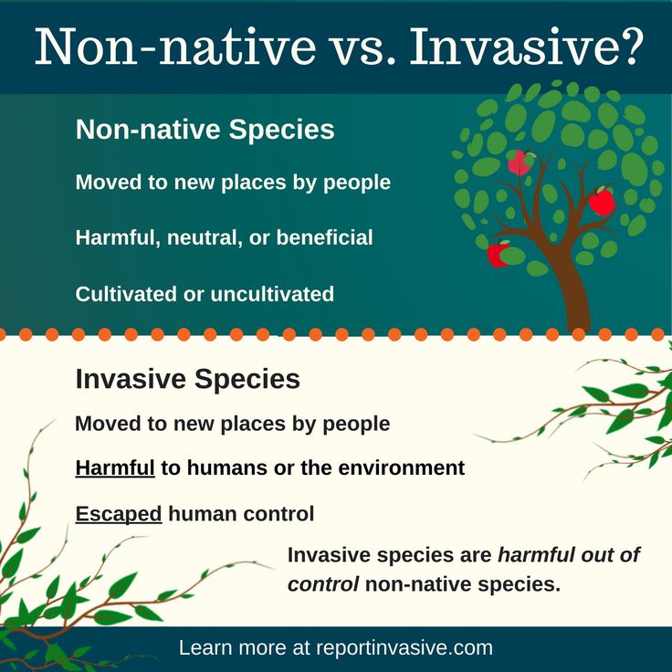 an info sheet with the words non - native vs invisive and some trees