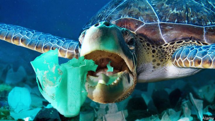 a sea turtle with its mouth open eating something