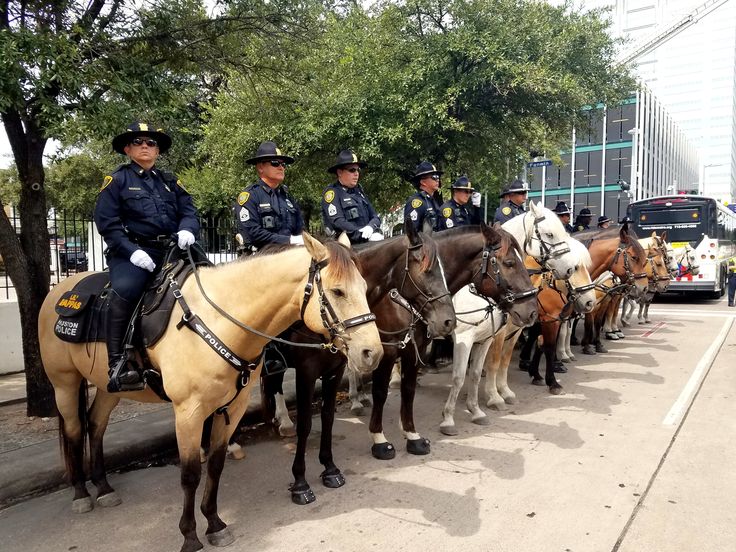 several police officers on horses are lined up