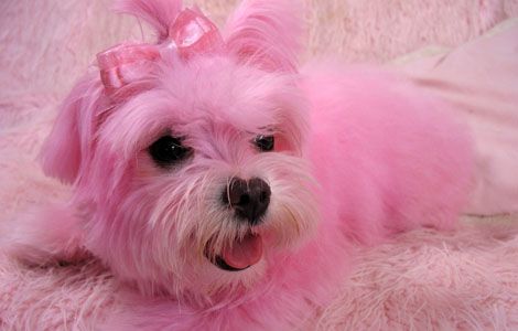 a small pink dog laying on top of a bed