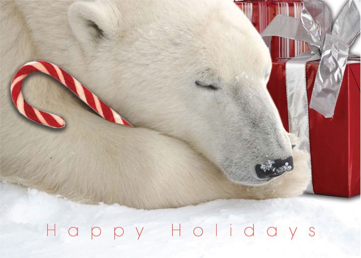 a polar bear is laying down next to a christmas present with a candy cane in its mouth