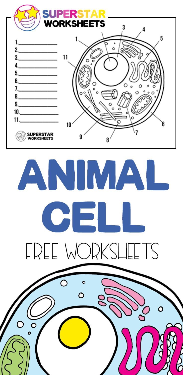 Label The Animal Cell Worksheet