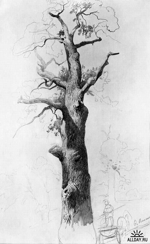 a drawing of a large tree with no leaves