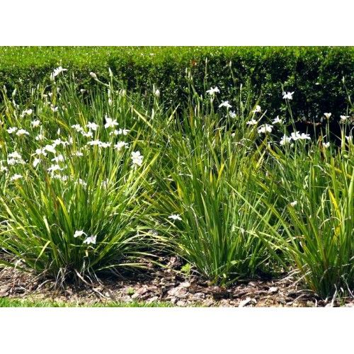 some white flowers are growing in the grass