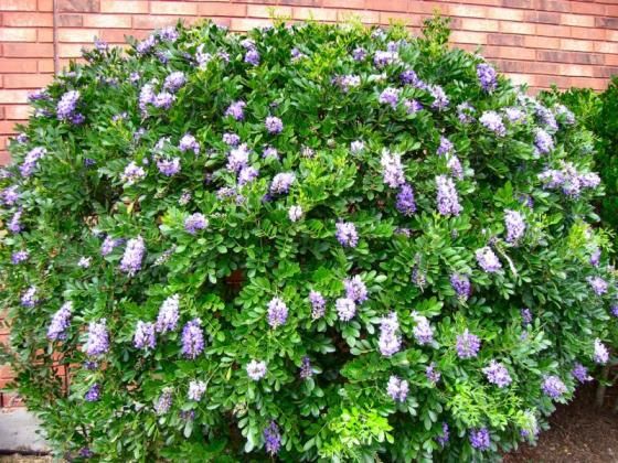 purple flowers are blooming in front of a red brick wall and green shrubbery